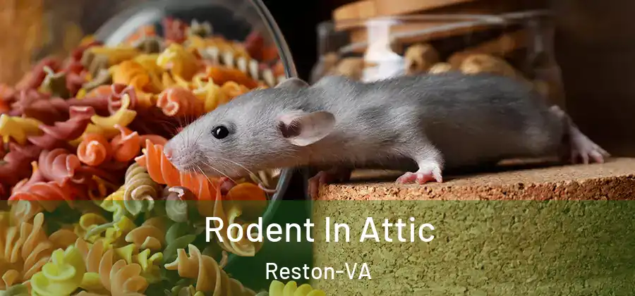 Rodent In Attic Reston-VA