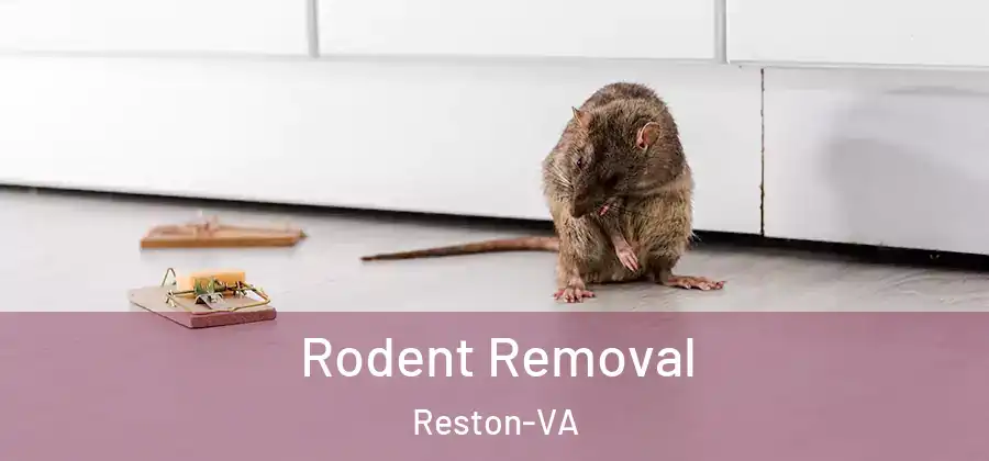 Rodent Removal Reston-VA