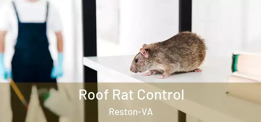 Roof Rat Control Reston-VA