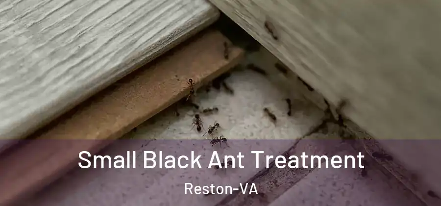 Small Black Ant Treatment Reston-VA