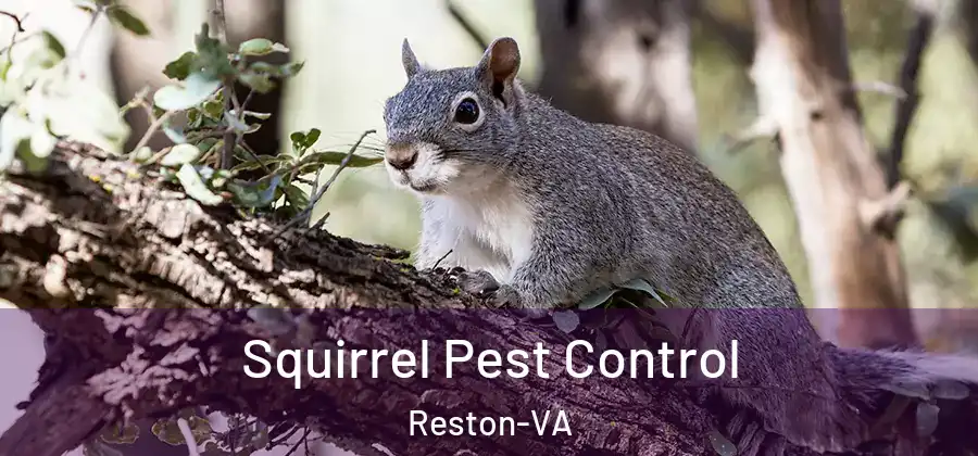 Squirrel Pest Control Reston-VA