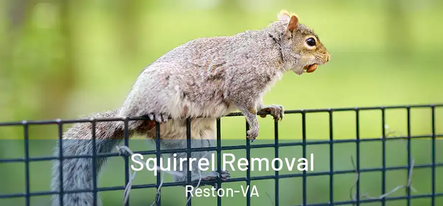 Squirrel Removal Reston-VA