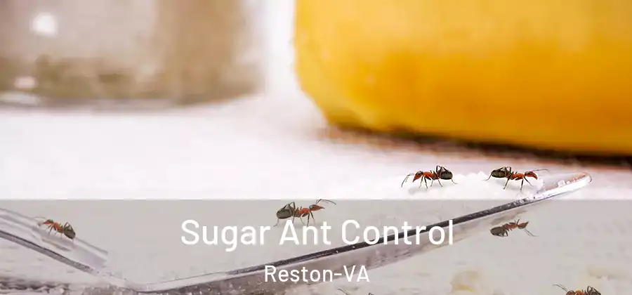  Sugar Ant Control Reston-VA