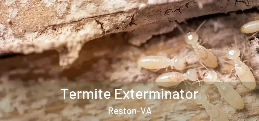 Termite Exterminator Reston-VA