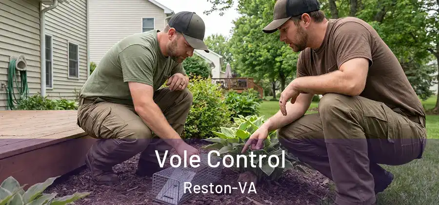 Vole Control Reston-VA