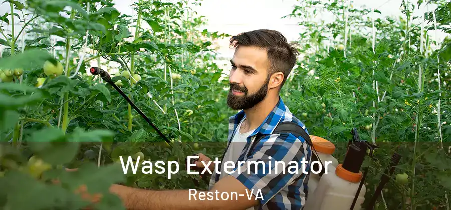 Wasp Exterminator Reston-VA