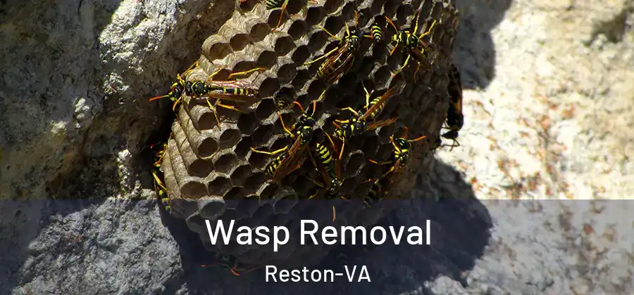 Wasp Removal Reston-VA