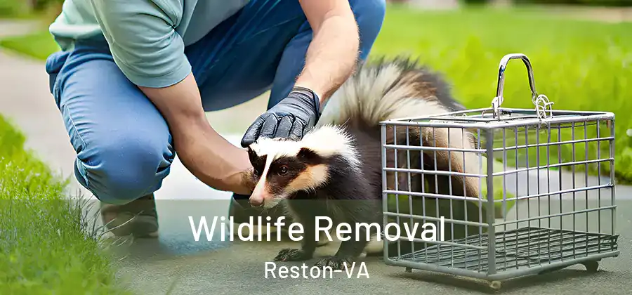  Wildlife Removal Reston-VA