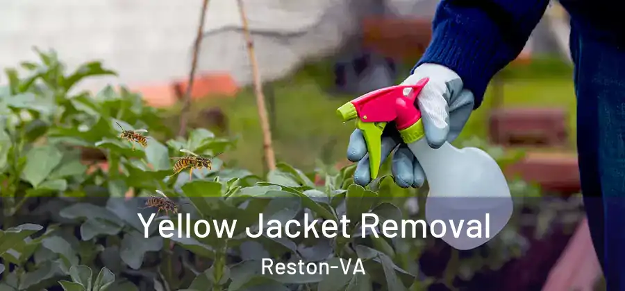 Yellow Jacket Removal Reston-VA